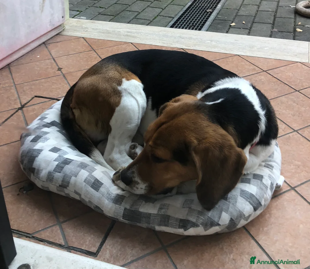 Beagle cani per accoppiamento: Cerco beagle femmina per accoppiamento  - Annuncio 2