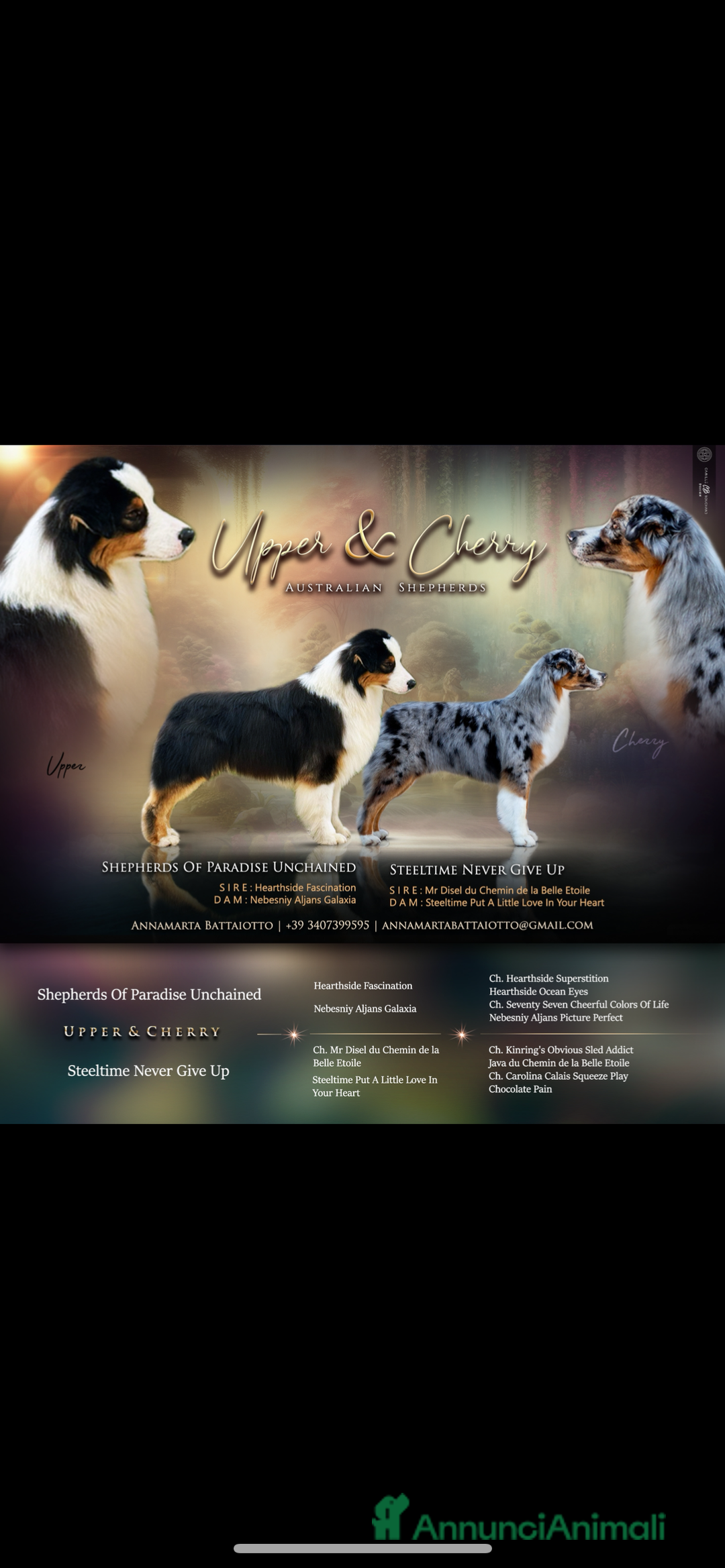 Australian Shepherd cani in vendita: Cucciolo Australian Shepherd con pedigree - Annuncio 3