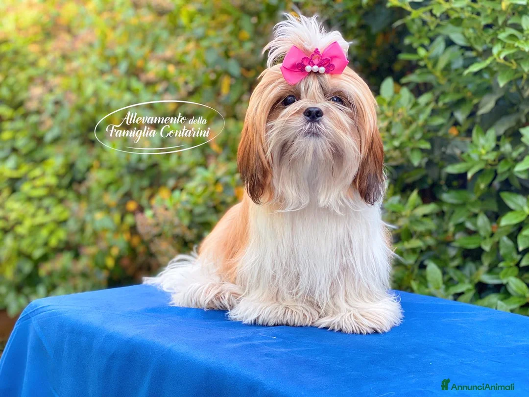 Shih Tzu cani in vendita: CUCCIOLI SHIHTZU a Città metropolitana di Milano - Annuncio 2