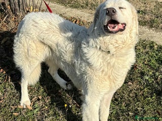 Pastore Maremmano cani Travis 1 anno taglia grande - Annuncio 1