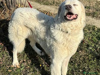 Pastore Maremmano cani Travis 1 anno taglia grande - Annuncio 16