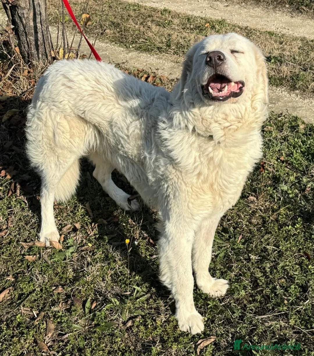 Pastore Maremmano cani in regalo: Travis 1 anno taglia grande  - Annuncio 1