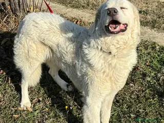 Pastore Maremmano cani Travis 1 anno taglia grande - Annuncio 28