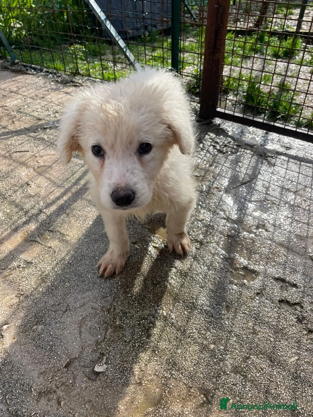 Meticcio cani in regalo: LA DOLCISSIMA RUNA - Annuncio 4