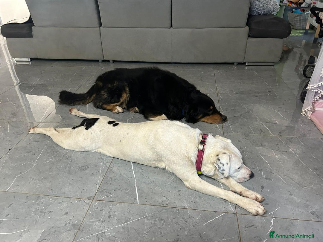 Meticcio cani in regalo: Una possibilità per Pimpa - Annuncio 11