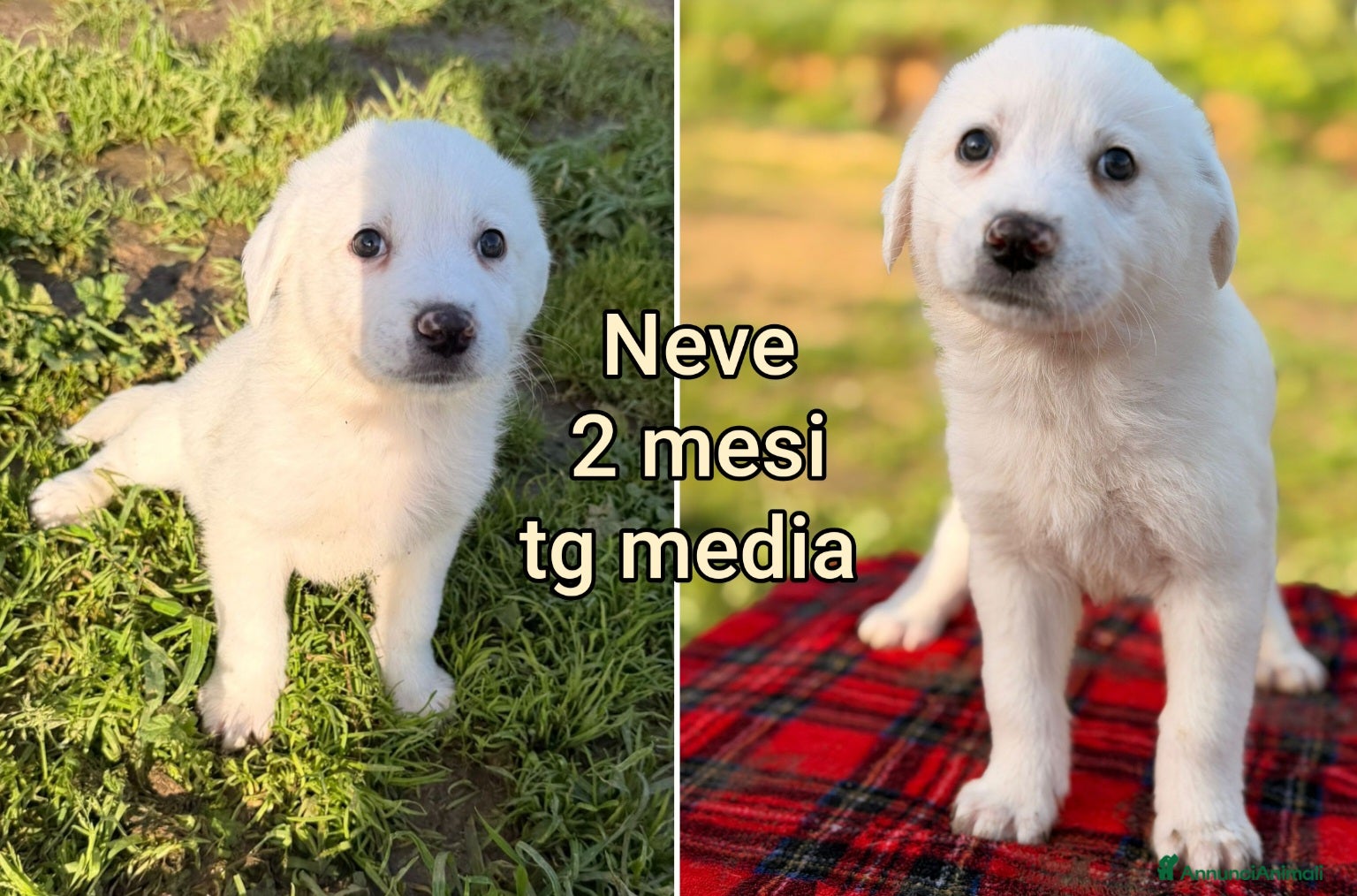 Meticcio cani CUCCIOLI,  URGENTE: TEMPO SCADUTO! - Annuncio 3