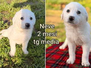 Meticcio cani CUCCIOLI, URGENTE: TEMPO SCADUTO! - Annuncio 3