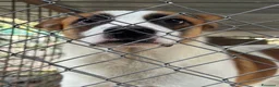 Meticcio cani in regalo: Miche: 2 anni, socievole e affettuoso  - Annuncio 5