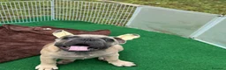 Bulldog Francese cani in vendita: Cucciola bulldog francese  - Annuncio 6