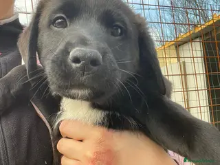 Meticcio cani LO SPLENDIDO MAX - Annuncio 6