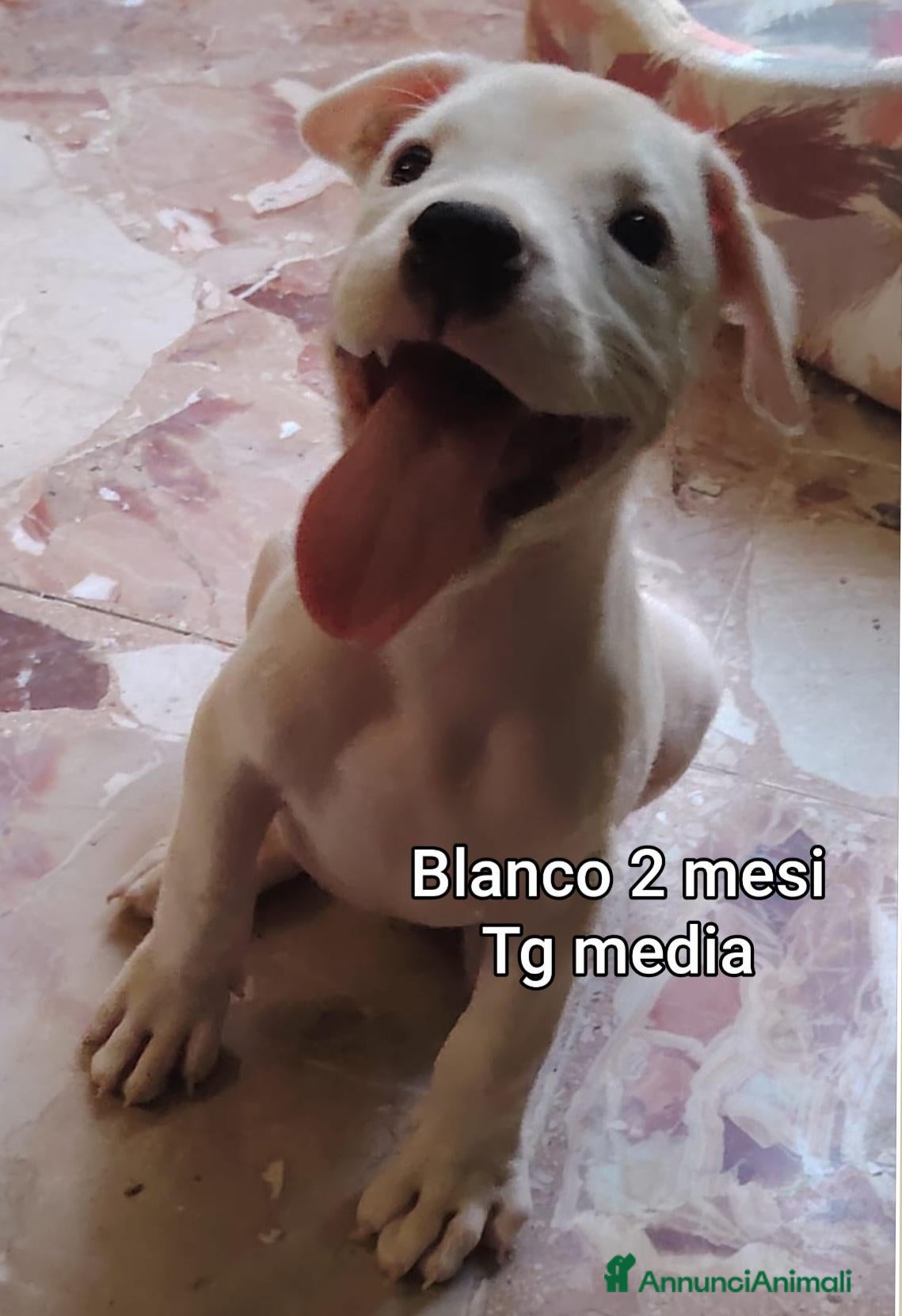 Meticcio cani CUCCIOLI ABBANDONATI: EMERGENZA  - Annuncio 2