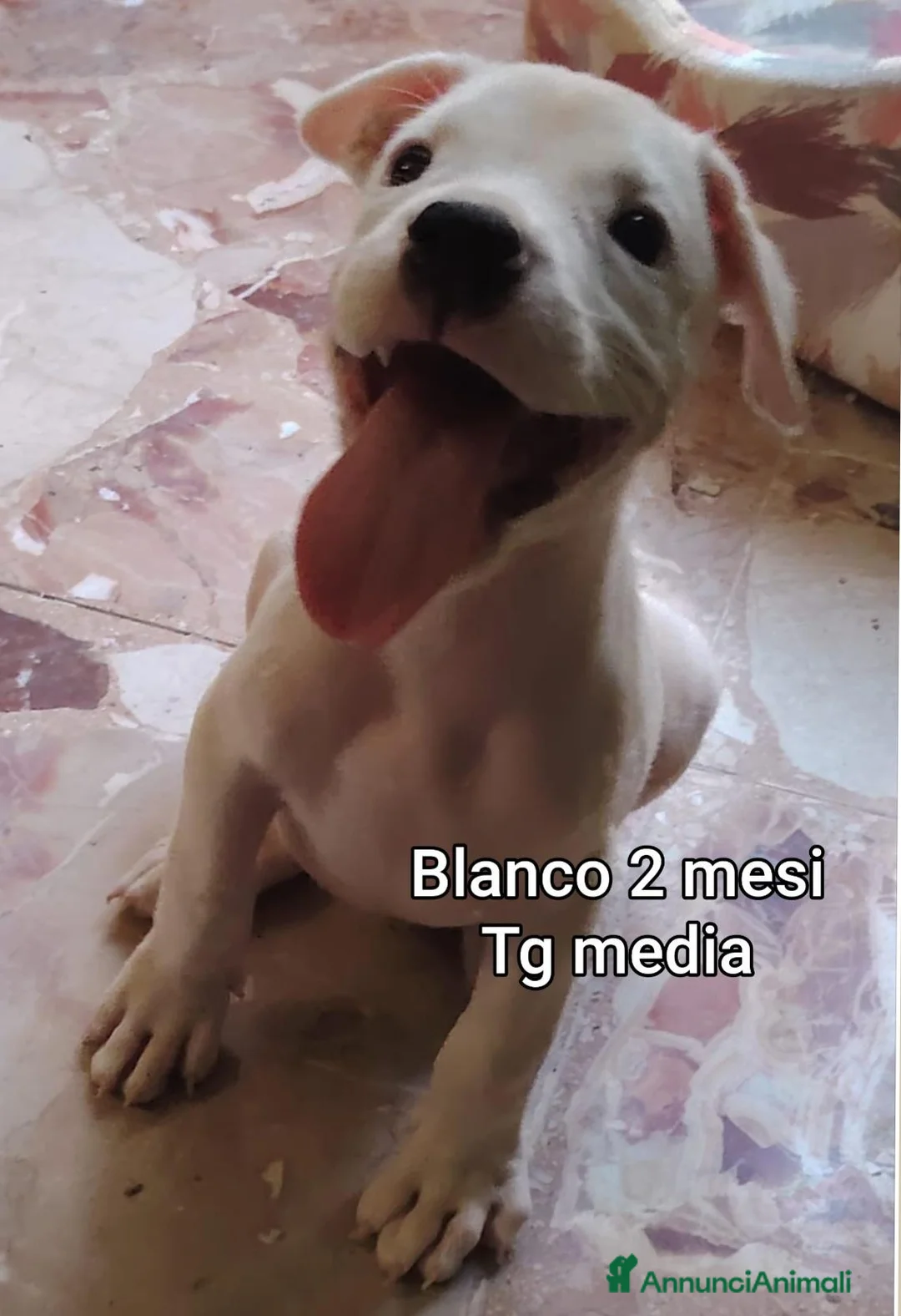 Meticcio cani in regalo: CUCCIOLI ABBANDONATI: EMERGENZA  a Città metropolitana di Milano - Annuncio 1