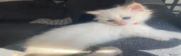 Siberiano gatti in vendita: Disponili cuccioli siberiani! Occhi azzurri! - Annuncio 17