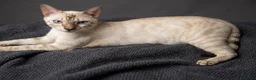 Bengala gatti in vendita: Bengala Snow Leopard Seal Lynx Point  - Annuncio 1