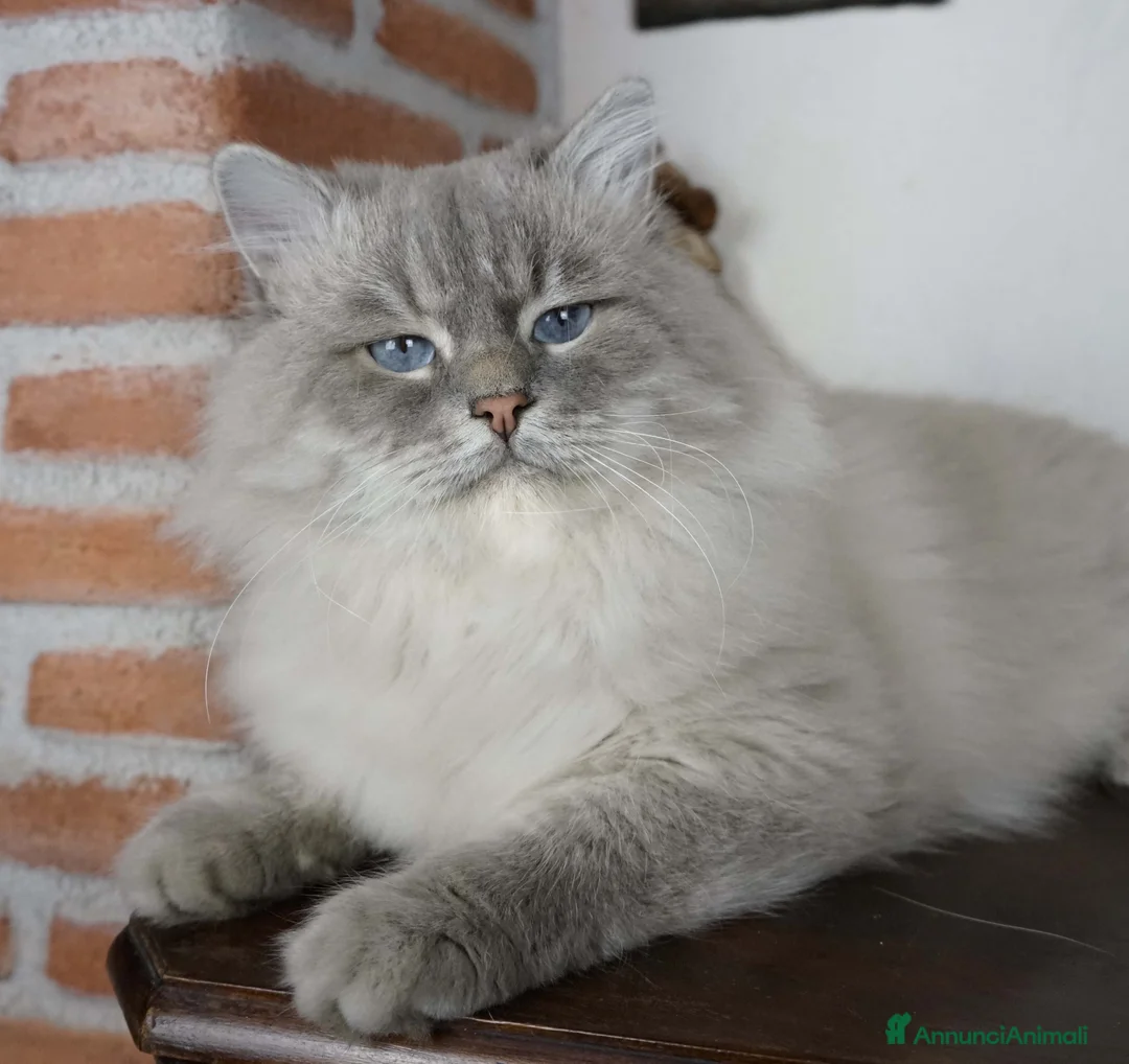 Immagine della galleria {{count}}