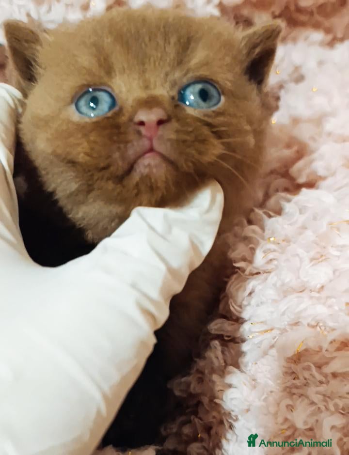 British gatti British shorthair cinnamon  - Annuncio 8