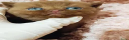 British gatti in vendita: British shorthair cinnamon  - Annuncio 1