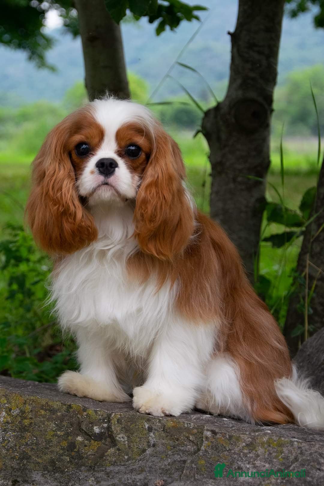 Immagine della galleria {{count}}