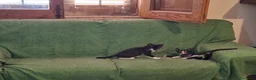Meticcio gatti in regalo: Margot e Lupin, 2 mesi, mici cercano casa  - Annuncio 6