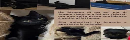 Meticcio gatti in regalo: Due gattini fratello e sorella cercano casa a Provincia di Brescia - Annuncio 4
