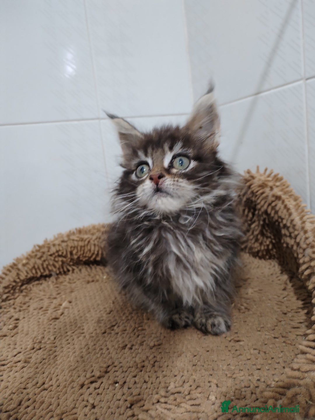 Maine Coon gatti in vendita: Maine coon  - Annuncio 5
