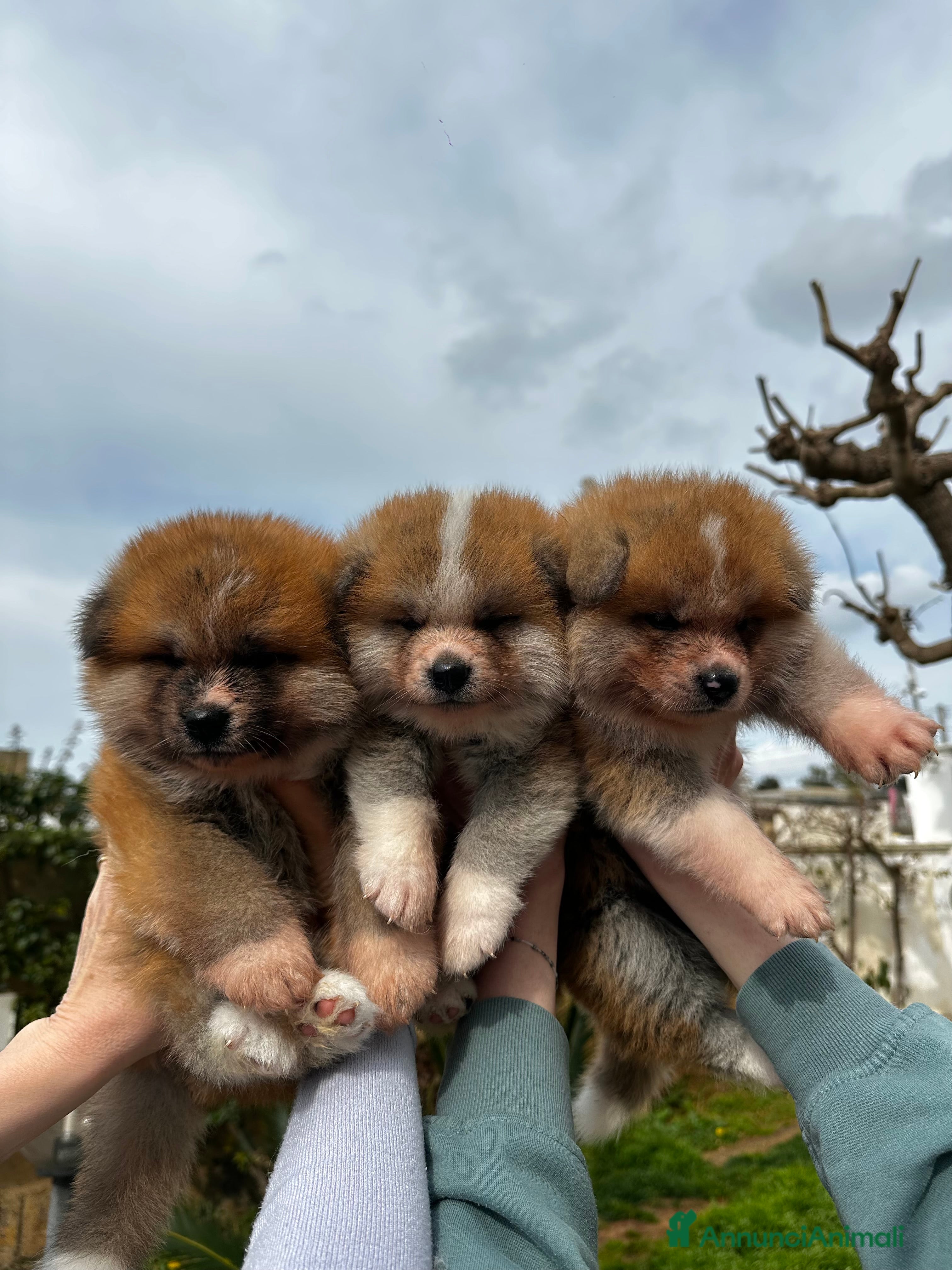 Akita Inu cani AKITA INU CUCCIOLI DISPONIBILI - Annuncio 1