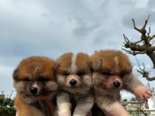Akita Inu cani AKITA INU CUCCIOLI DISPONIBILI - Annuncio 1