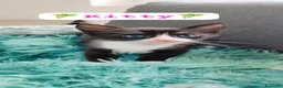 Europeo gatti in regalo: Kitty bellissima micina dagli occhi blu a Città metropolitana di Milano - Annuncio 2