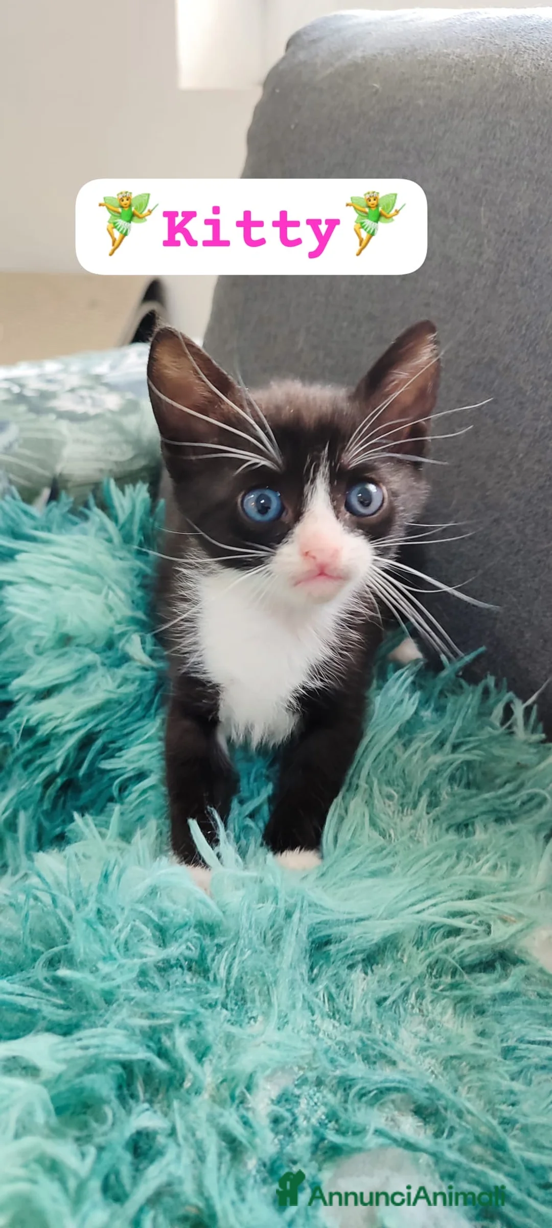 Europeo gatti in regalo: Kitty bellissima micina dagli occhi blu a Città metropolitana di Milano - Annuncio 2