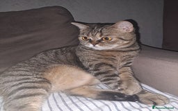 Scottish gatti in vendita: Scottish straight  - Immagine 2