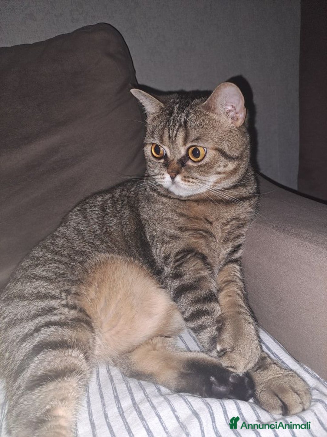 Scottish gatti in vendita: Scottish straight  - Immagine 2