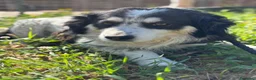 Meticcio cani in regalo: BALTO cagnolino taglia medio piccola cerca casa  - Annuncio 2