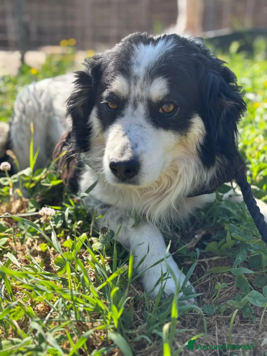 Meticcio cani in regalo: BALTO cagnolino taglia medio piccola cerca casa  - Annuncio 2