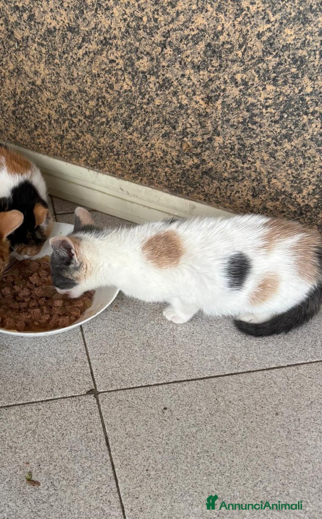 Europeo gatti in regalo: Gattini nati in casa - Annuncio 3