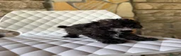 Barboncino Toy cani in vendita: Barboncini toy - Annuncio 4