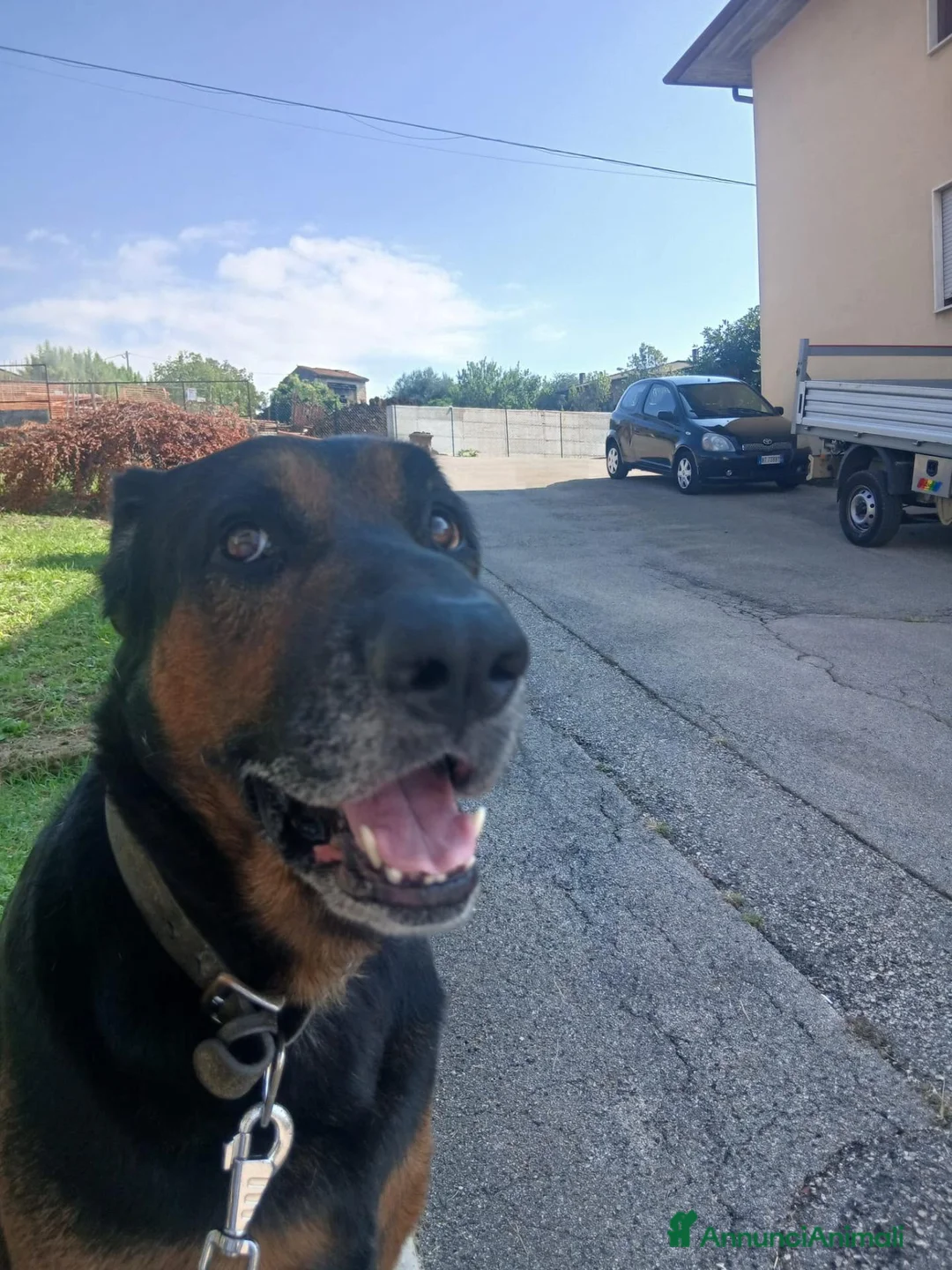 Meticcio cani in regalo: Lappo a Provincia di Vicenza - Annuncio 4