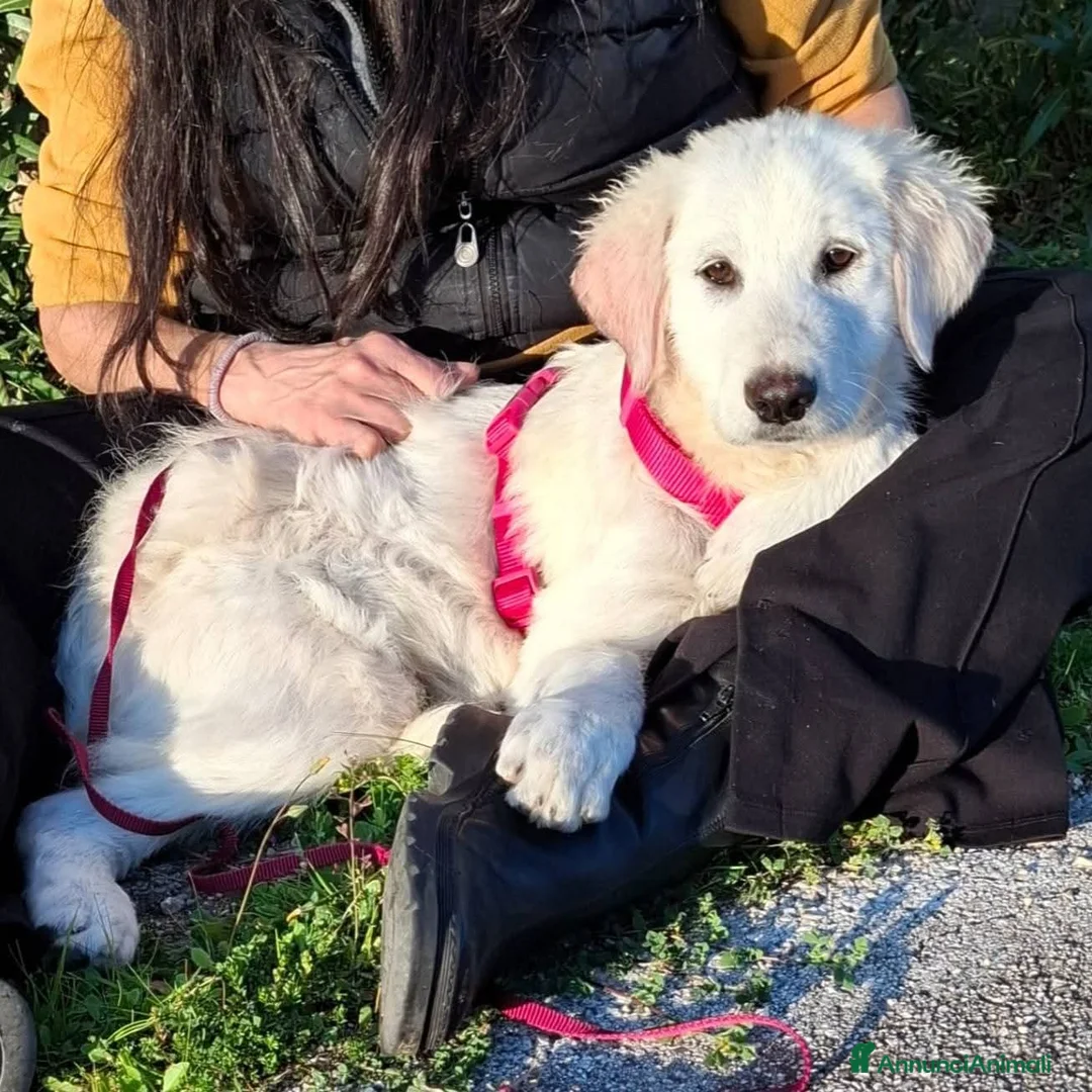 Pastore Maremmano cani in regalo: Lava bella e pacata - Annuncio 1