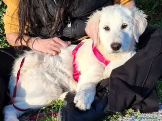 Pastore Maremmano cani Lava bella e pacata - Annuncio 1