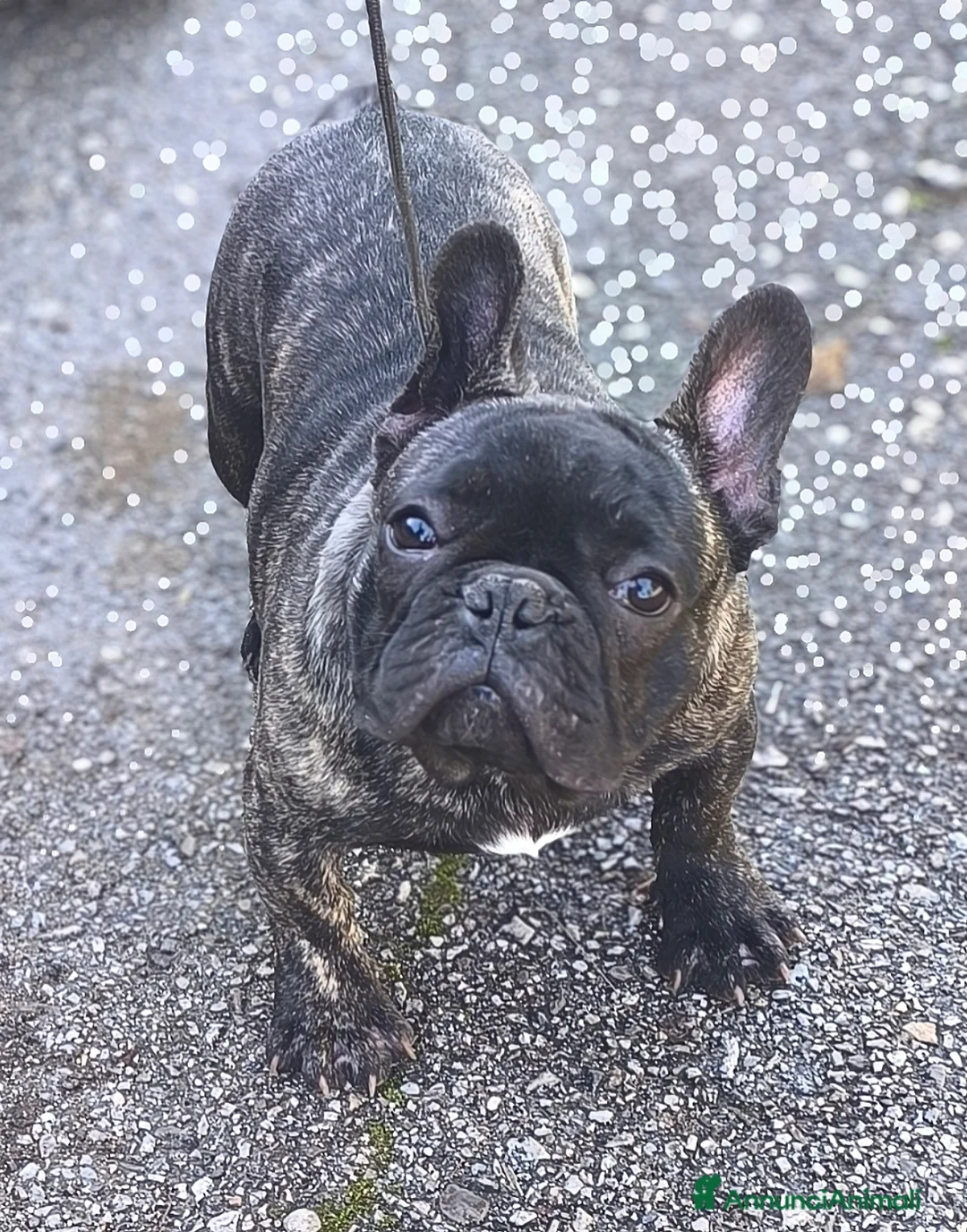 Bulldog Francese cani in vendita: Bulldog francese cuccioli enci a Provincia di Salerno - Annuncio 2