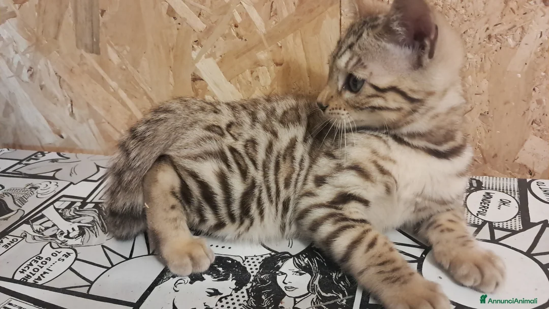Bengala gatti in vendita: Bengala snow cucciolo a Provincia di Piacenza - Annuncio 2