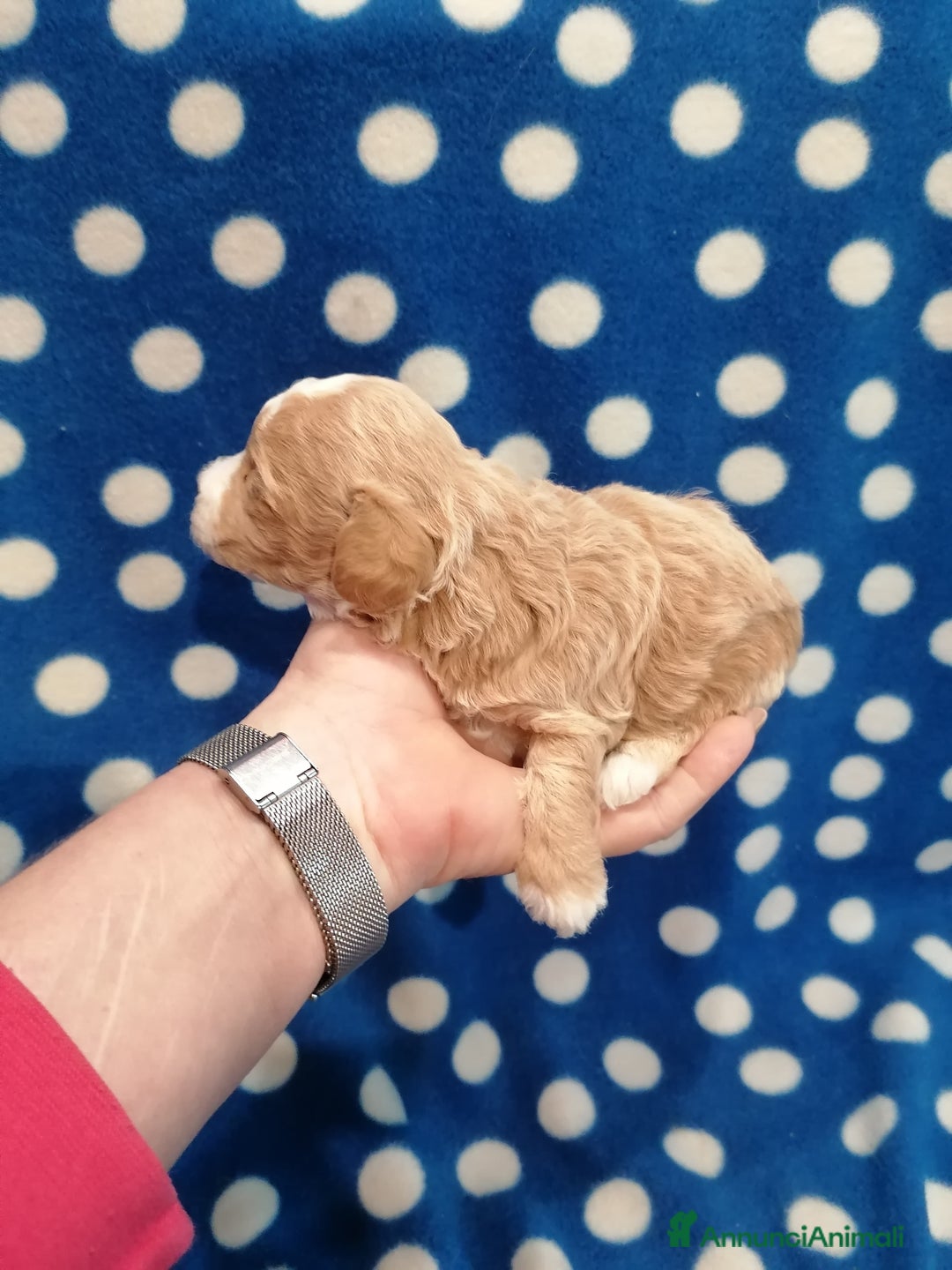 Meticcio cani in vendita: Maltipoo cuccioli - Annuncio 4