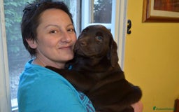 Labrador cani in vendita: Cuccioli Labrador disponibili a Modena | Cucciolo - Immagine 13