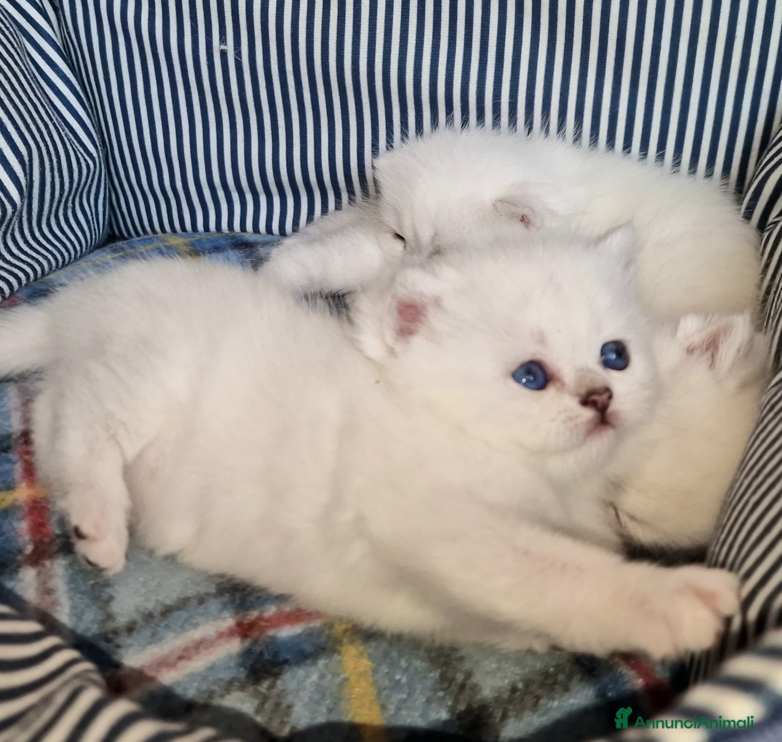 British gatti British shorthair e longhair  - Annuncio 10