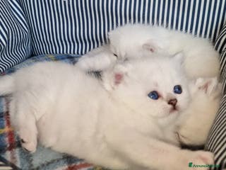 British gatti British shorthair e longhair - Annuncio 21
