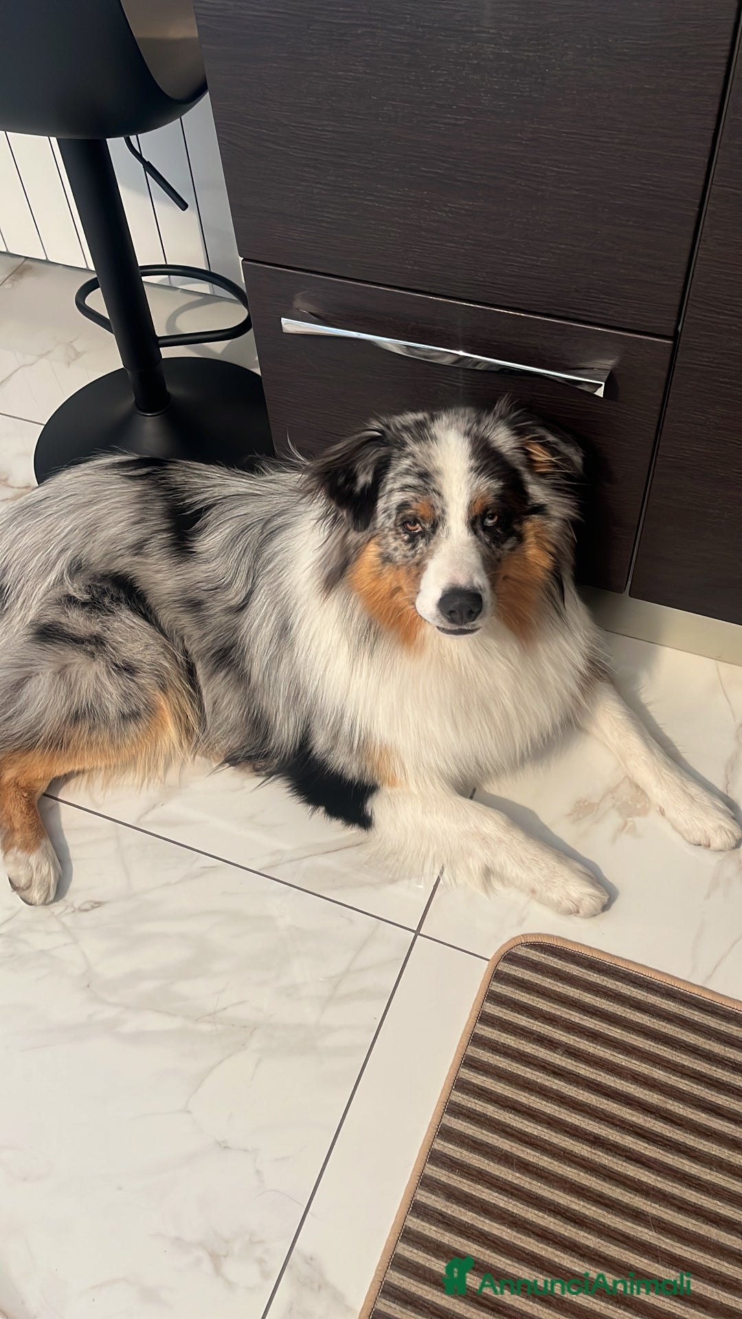 Australian Shepherd cani per accoppiamento: Lucky cerca compagna - Annuncio 2