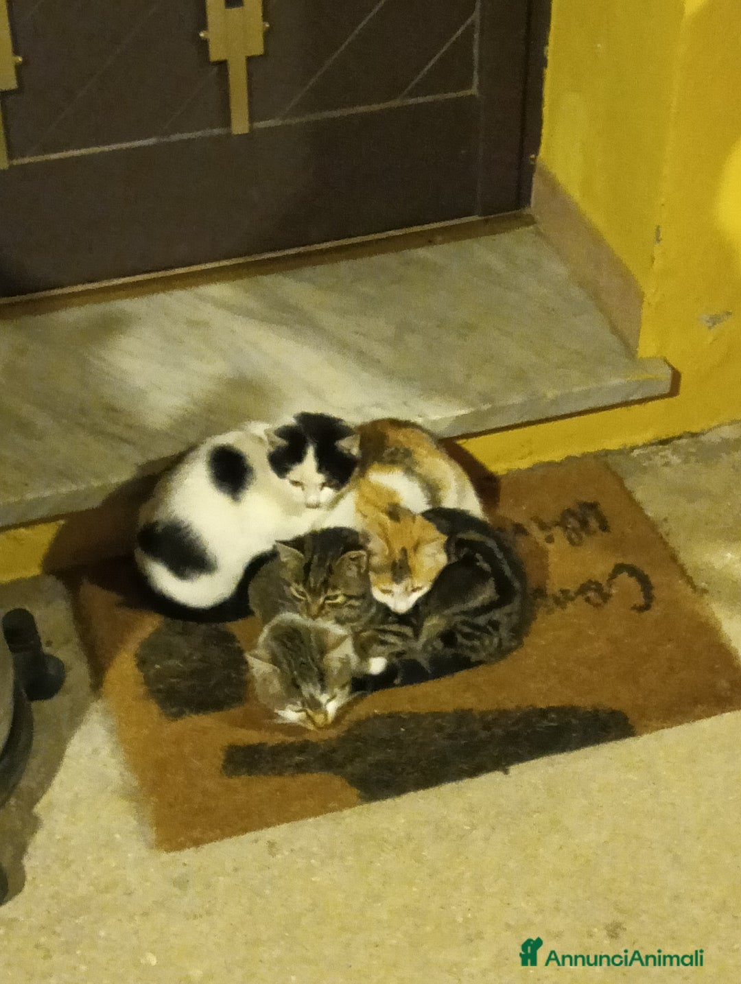 Europeo gatti in regalo: Gatti ni  - Annuncio 2