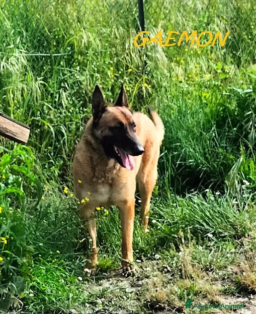Pastore Belga cani GAEMON past.Malinois bello come il sole - Annuncio 1