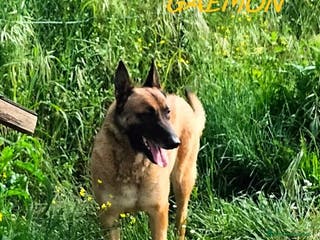 Pastore Belga cani GAEMON past.Malinois bello come il sole - Annuncio 1