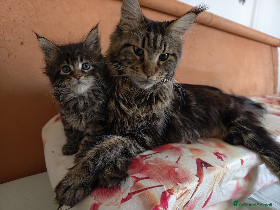 Maine Coon gatti in vendita: Bellissima cucciola Maine Coon  - Annuncio 2