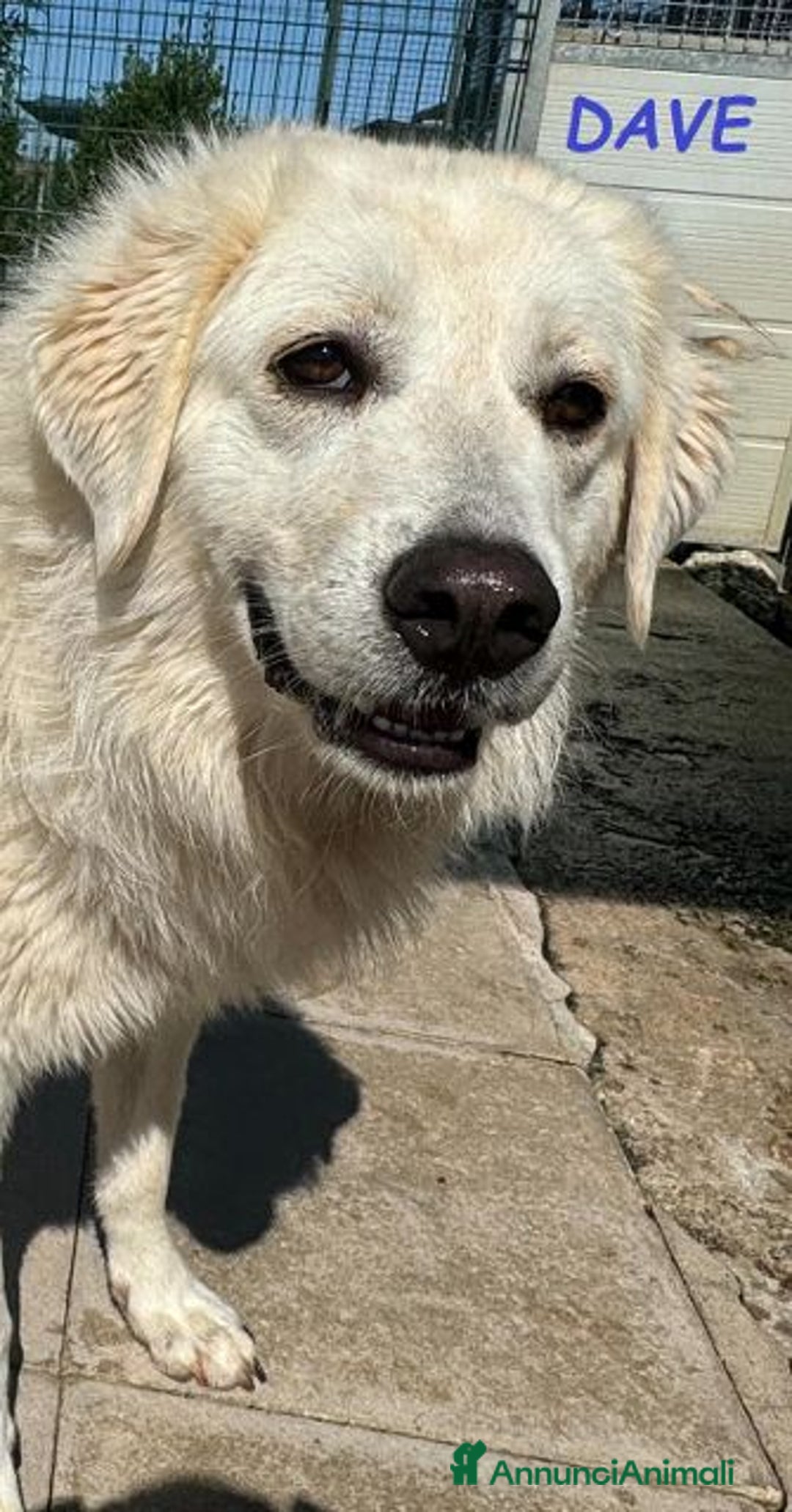 Meticcio cani in regalo: DAVE mite e buono - Annuncio 3